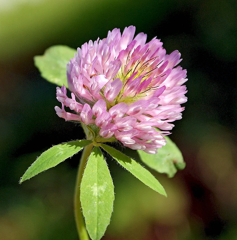 Клевер — Trifolium pratense