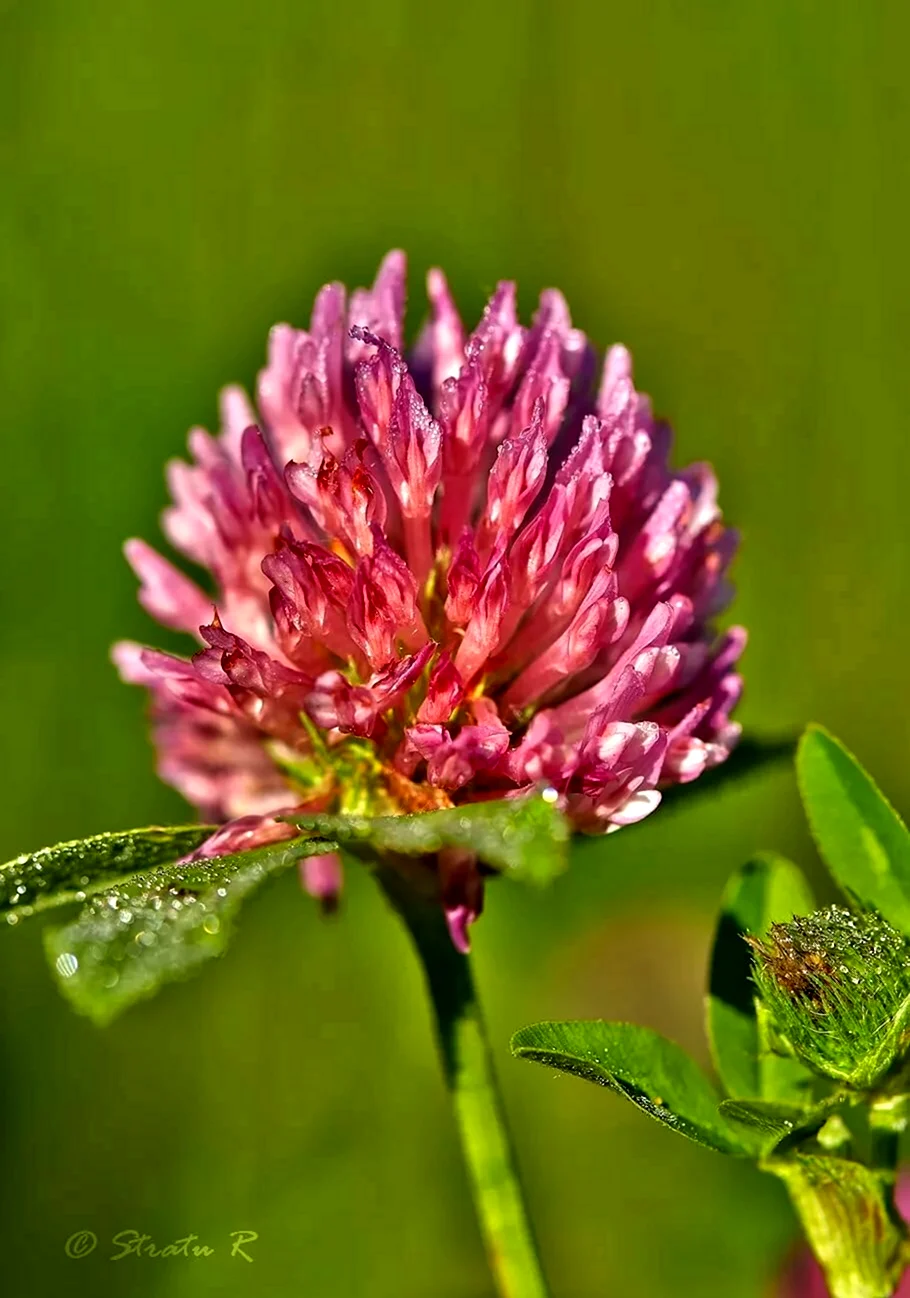 Клевер — Trifolium pratense