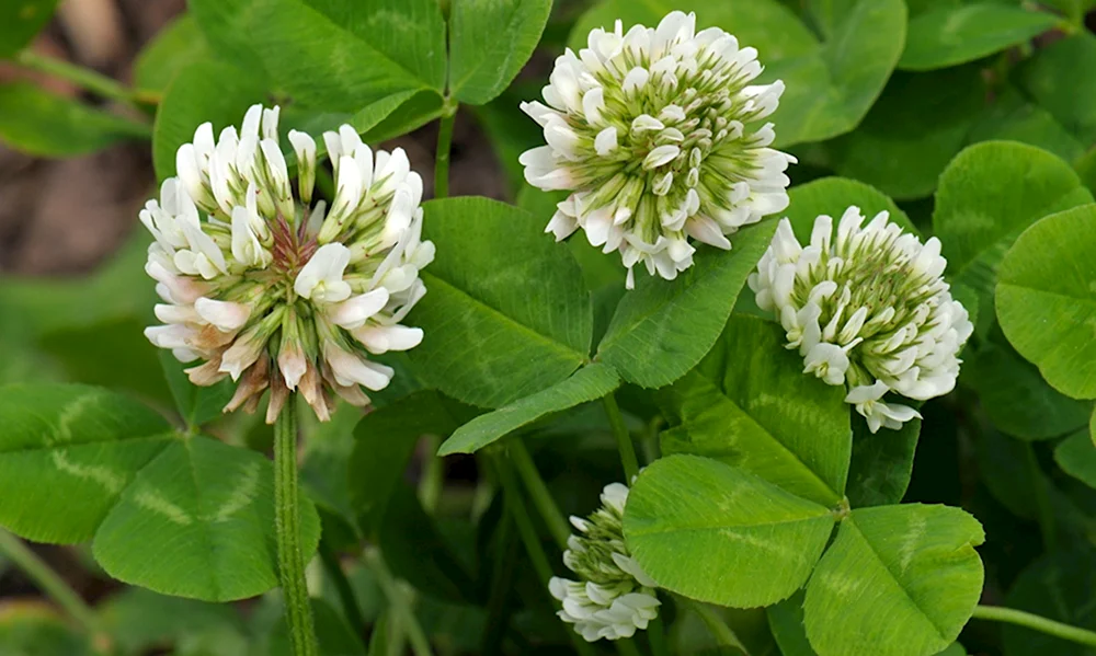 Клевер ползучий (Trifolium repens). Клевер белый ползучий. Клевер ползучий белый Trifolium repens. Белый голландский Клевер.