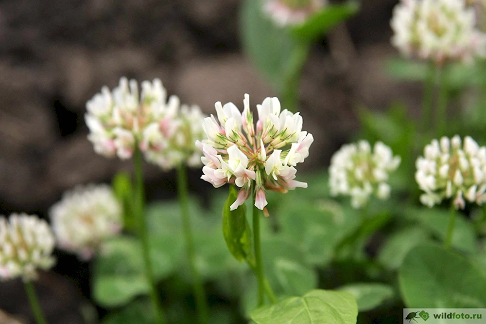 Клевера Trifolium repens