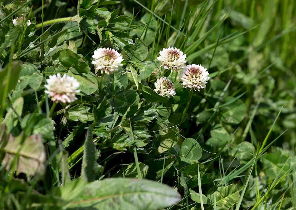 Клевера Trifolium repens