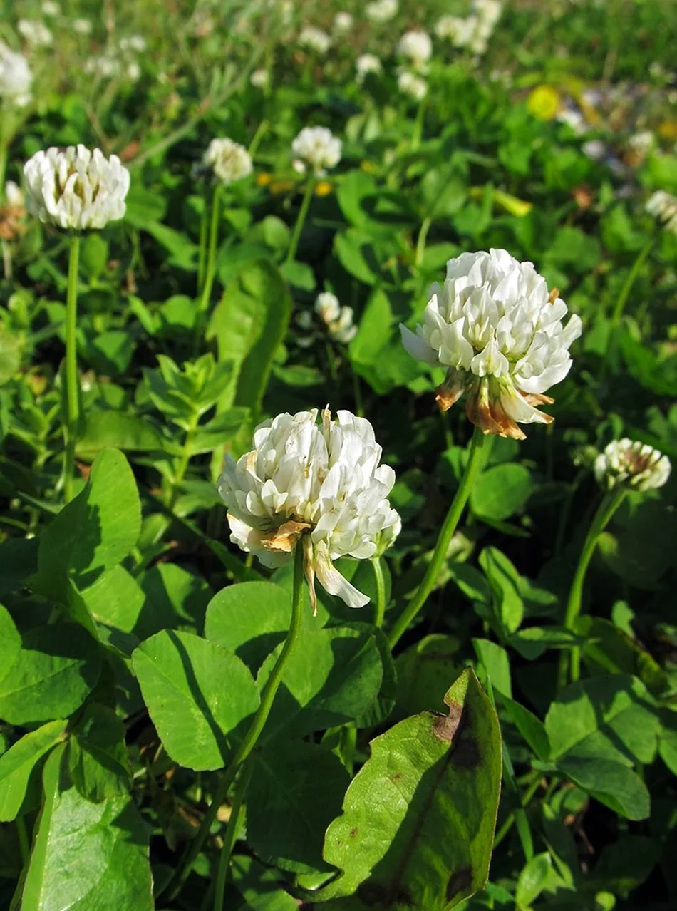 Клевера Trifolium repens