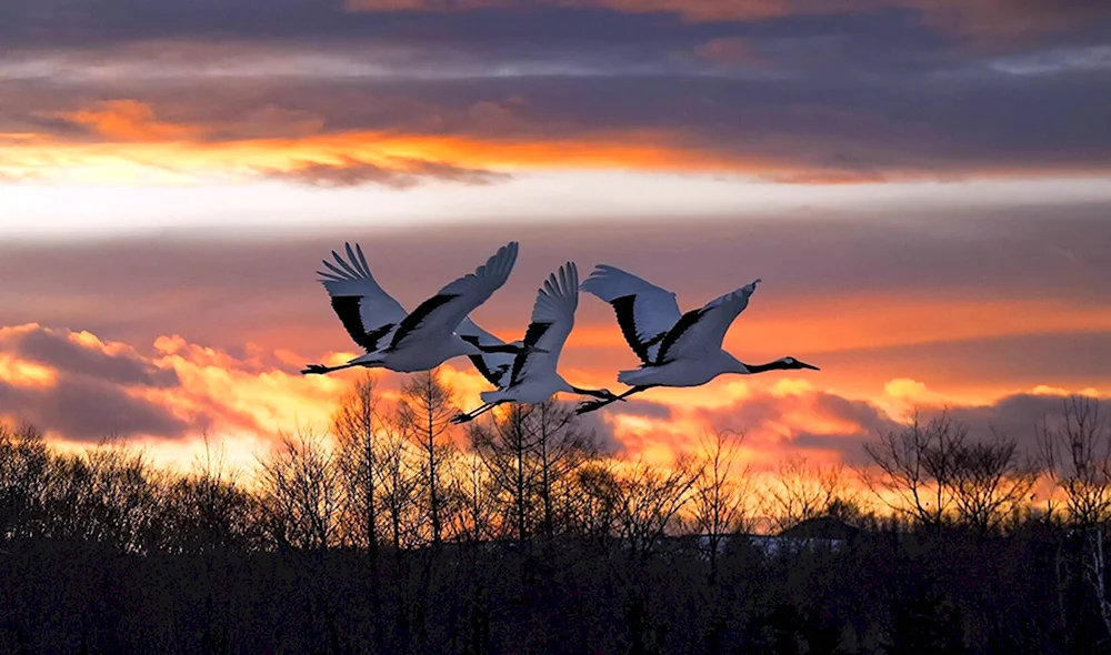 Клин перелетных птиц в небе