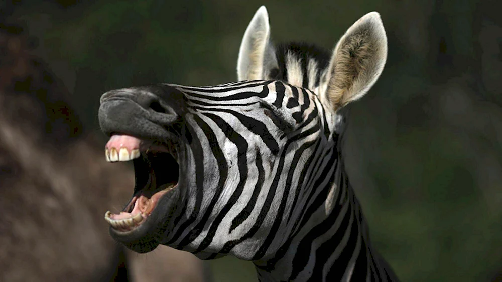 Клыки зебры