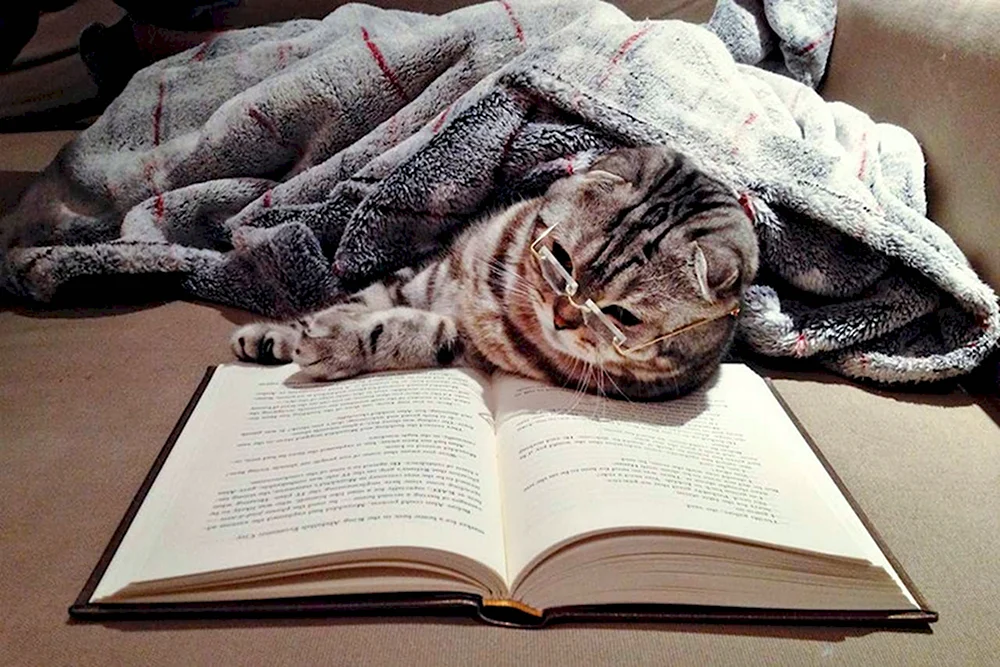 Книги про кошек