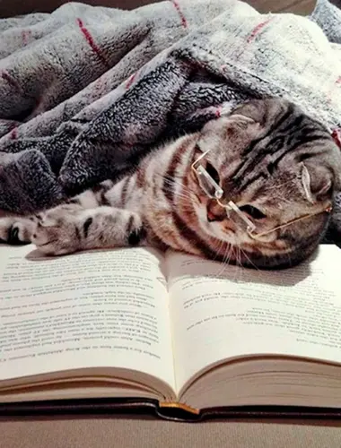 Книги про кошек