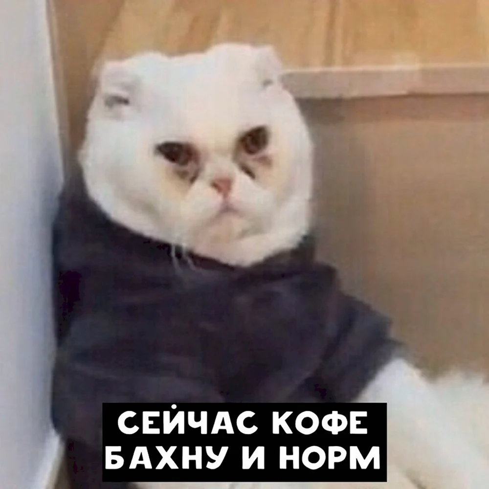 Кофейку бахну и норм кот