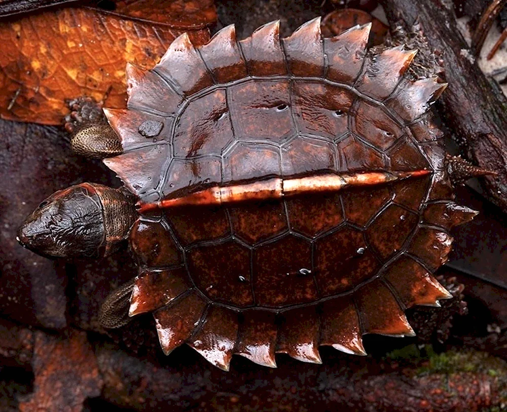 Колючая черепаха Heosemys spinosa
