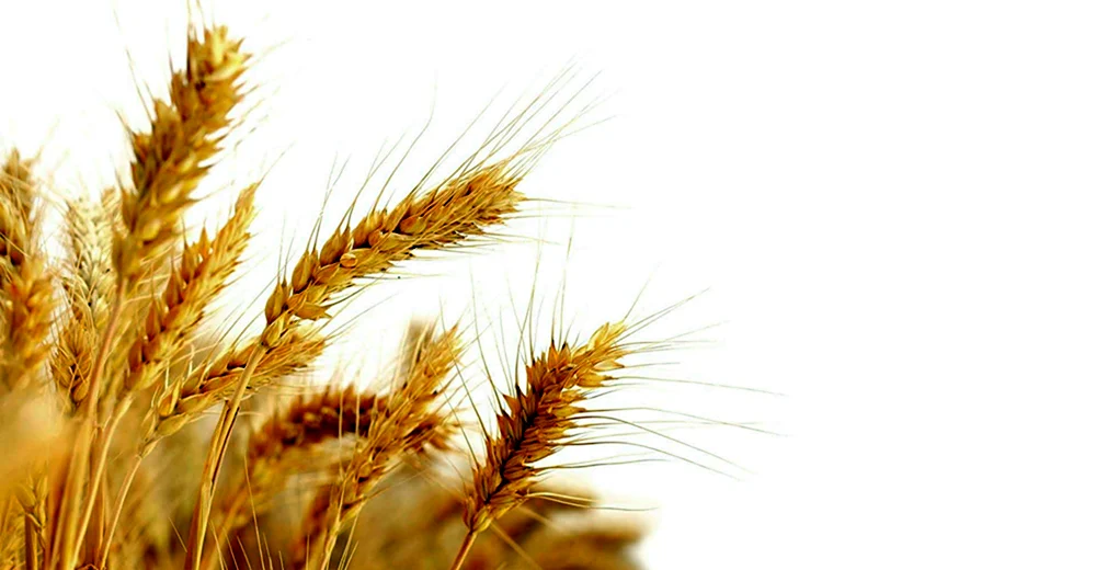 Колосок пшеницы пшеничный колосок