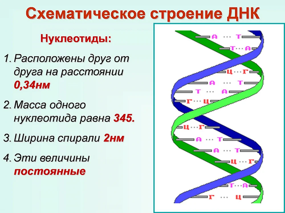 Компоненты нуклеотида ДНК схема