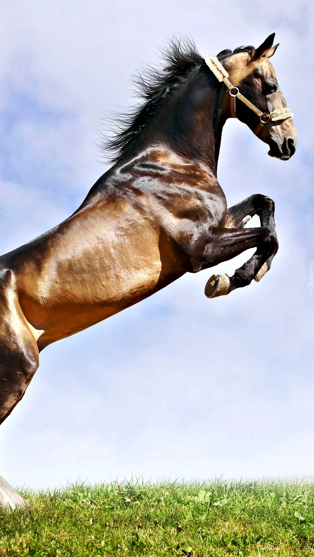 Конь в прыжке
