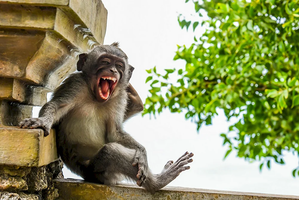 Конкурса comedy Wildlife Photography Awards