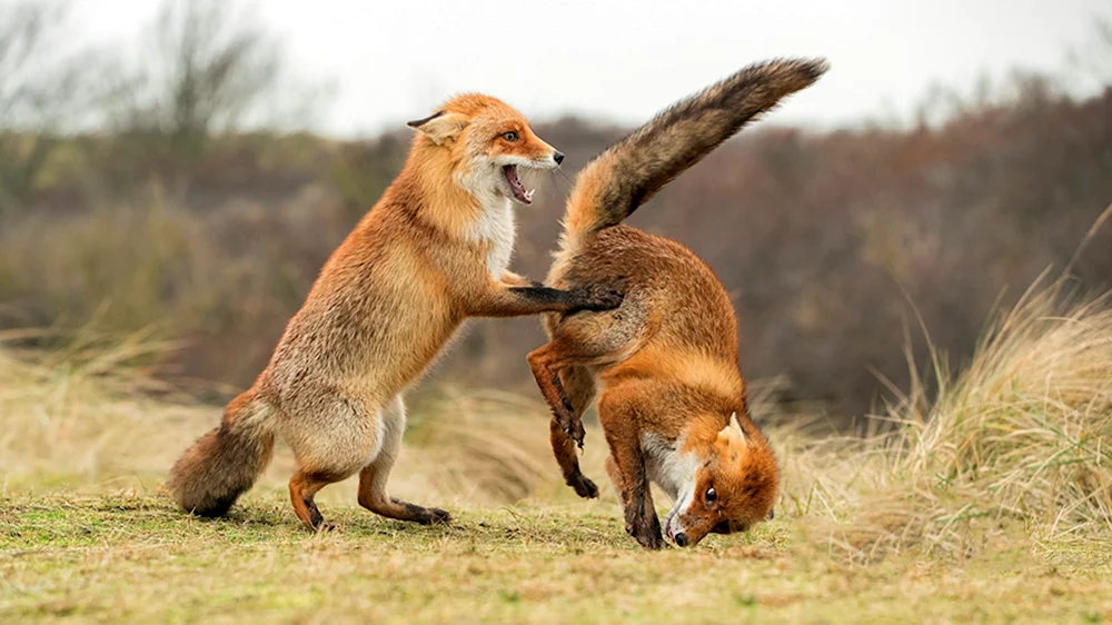 Конкурса comedy Wildlife Photography Awards