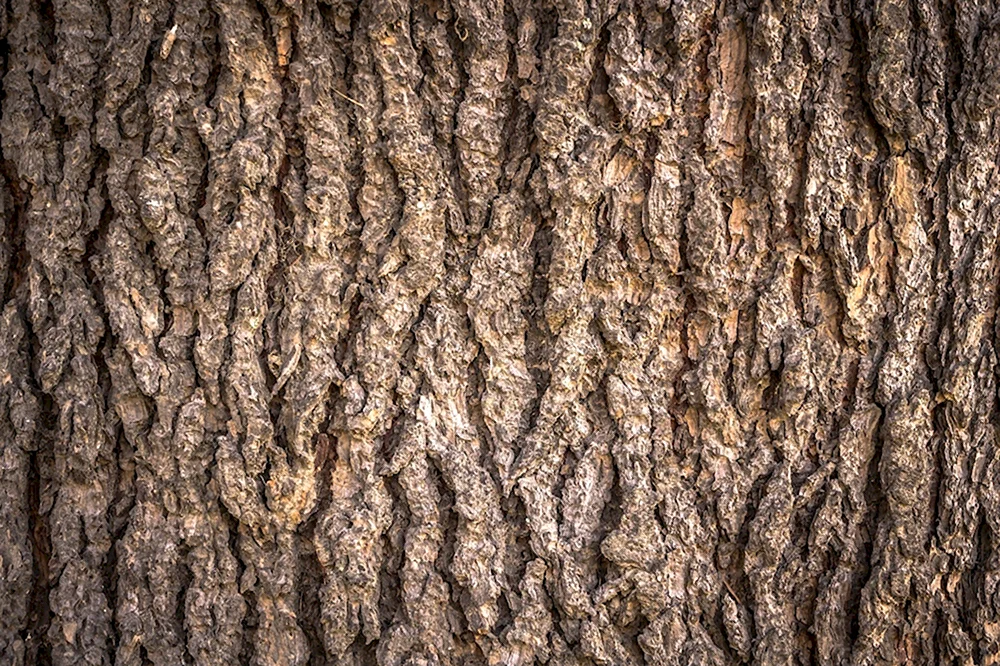 Кора дерева паттерн