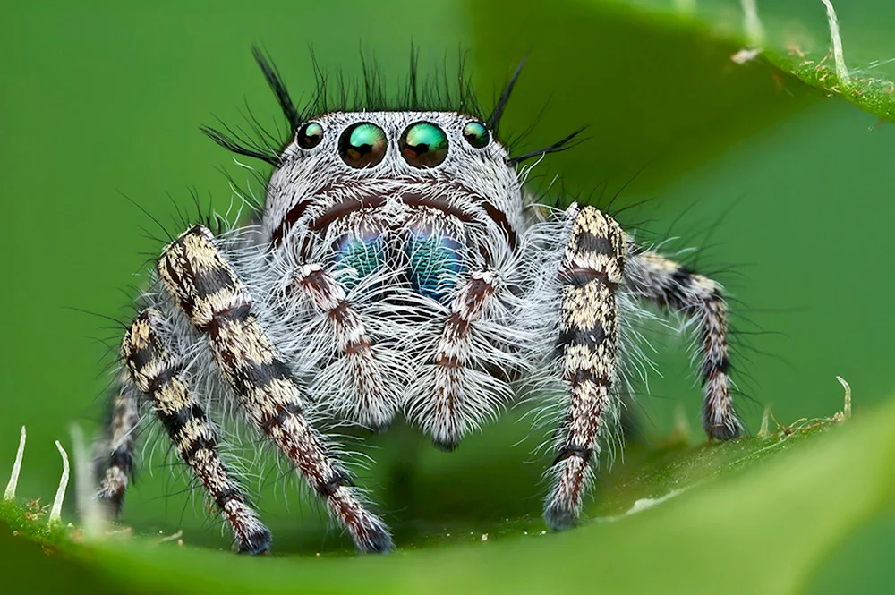 Королевский паук скакунчик