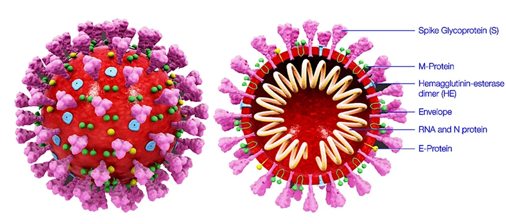 Коронавирус Вирион
