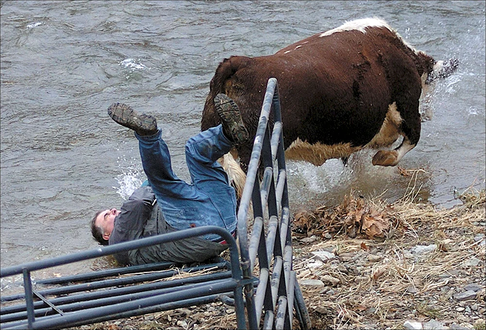Корова в смешной ситуации