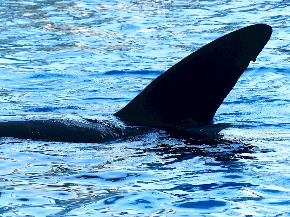 Косатка Orcinus Orca