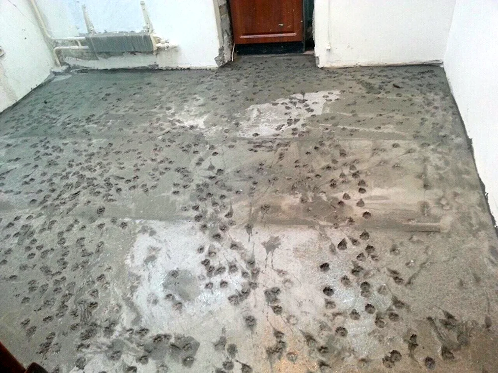Кошачьи следы на бетоне