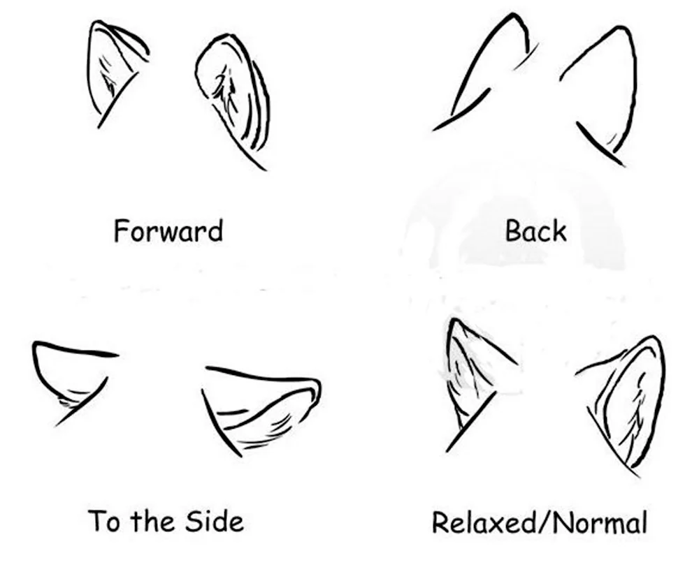Лисьи уши картинки - 35 шт