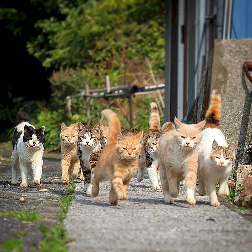 Кошачья банда