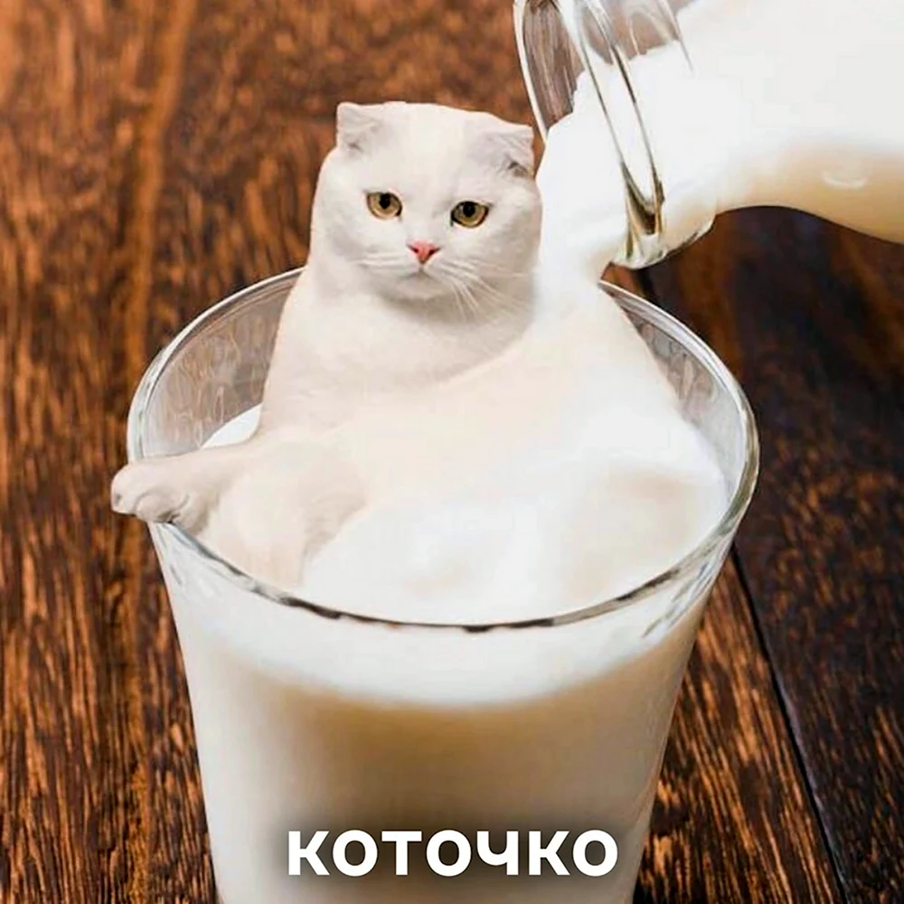 Кошачий йогурт