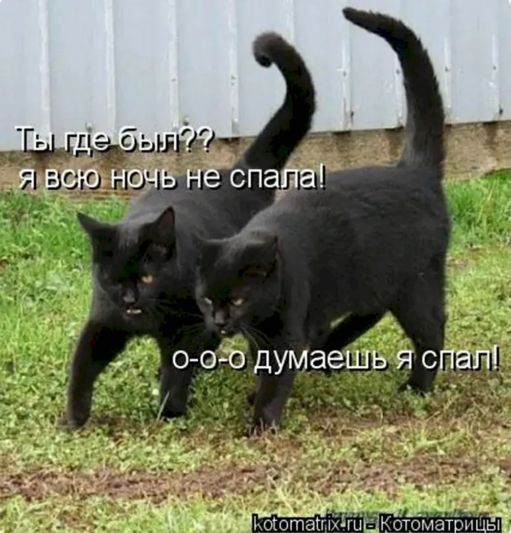 Кошачий юмор