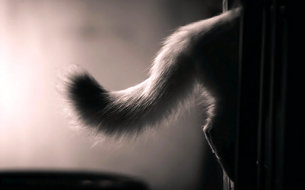 Кошачий хвост