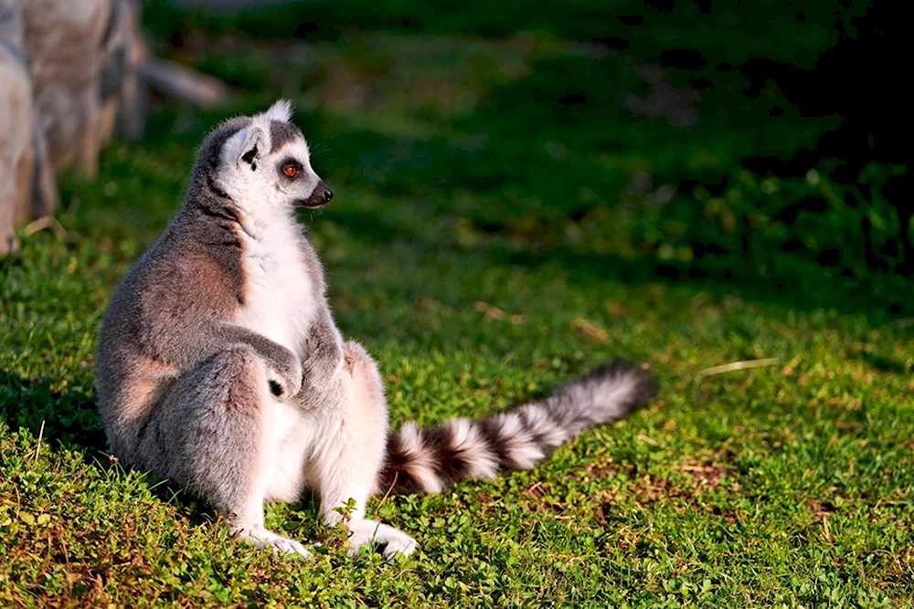 Кошачий лемур