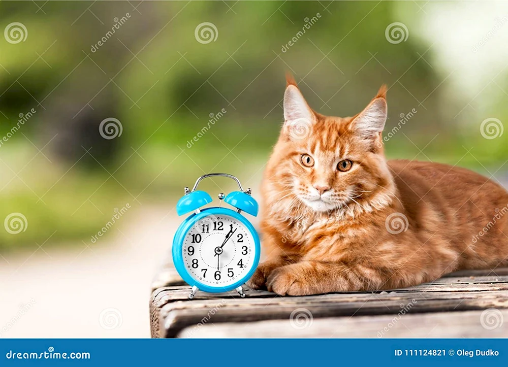 Кошка и часы пора