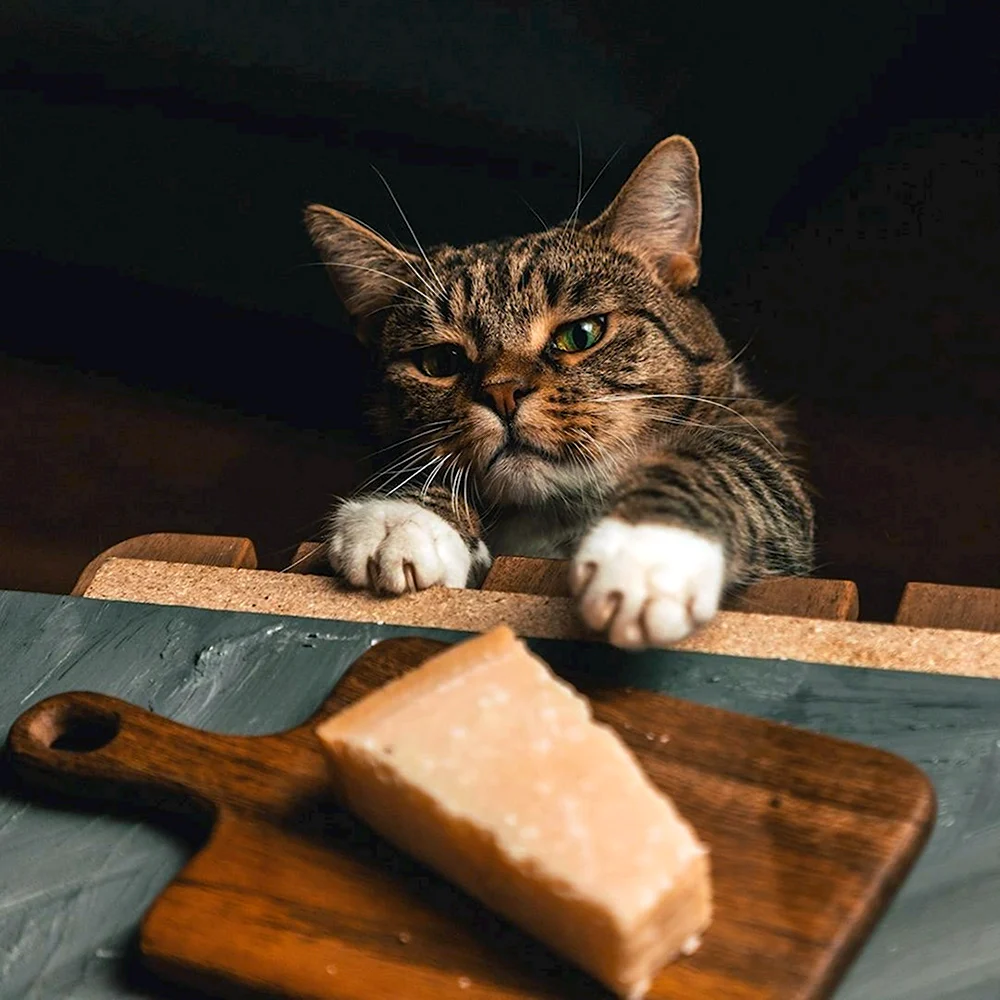 Кошка и сыр