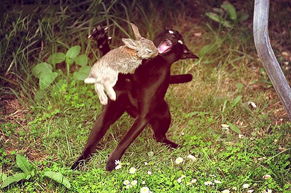 Кошка нападает на зайца