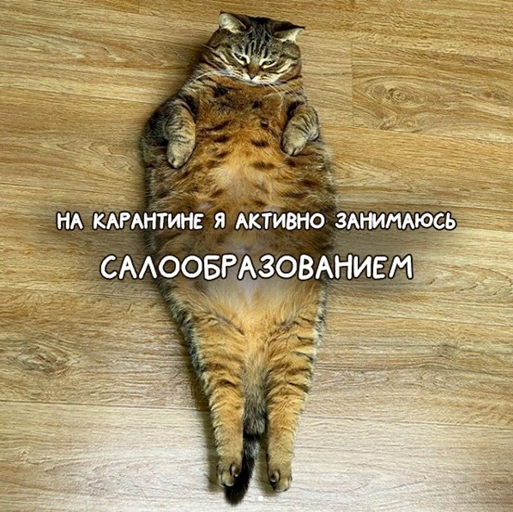 Кошка наташка