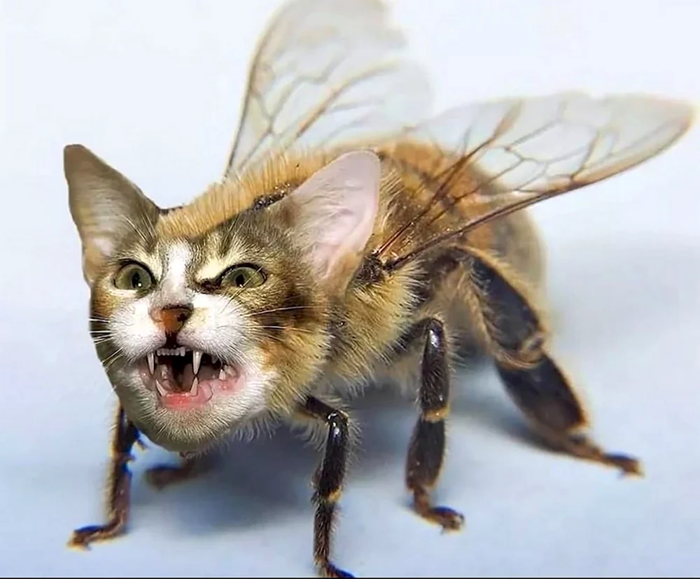 Кошка пчела