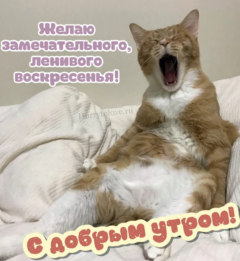 Кошка проснулась