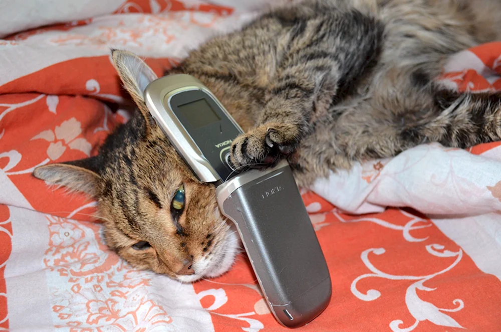 Кошка с мобильником