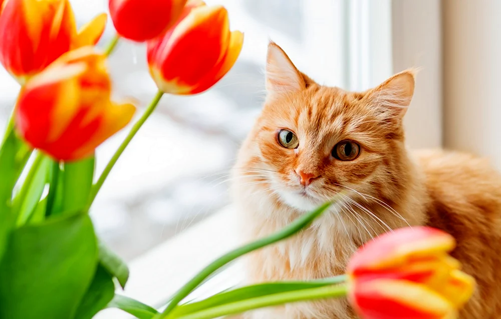 Кошка с тюльпанами