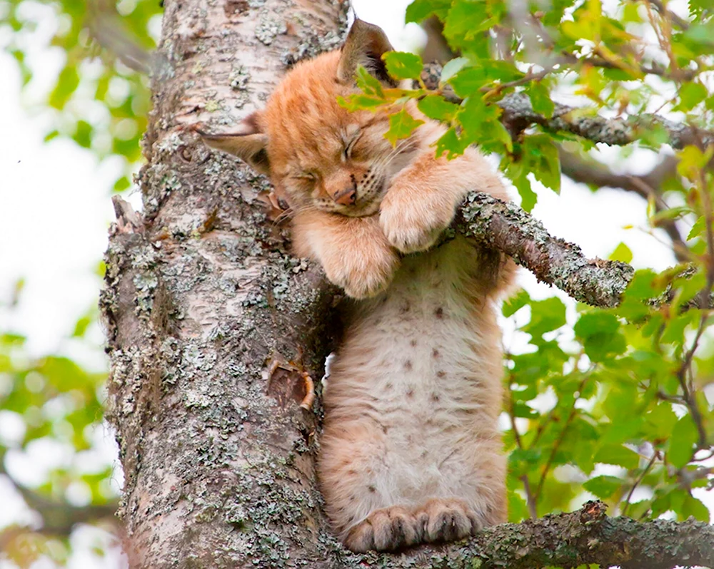 Кошка спит на дереве
