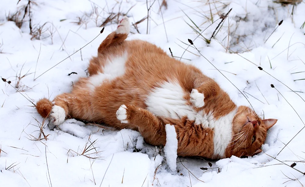 Кошка валяется в снегу