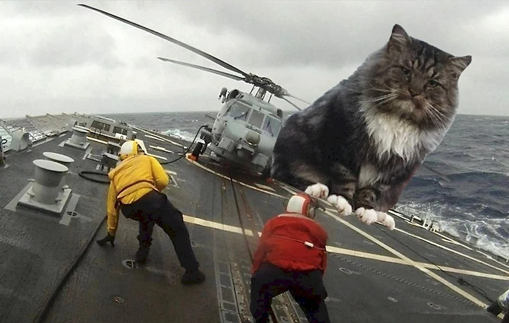 Кошка вертолет