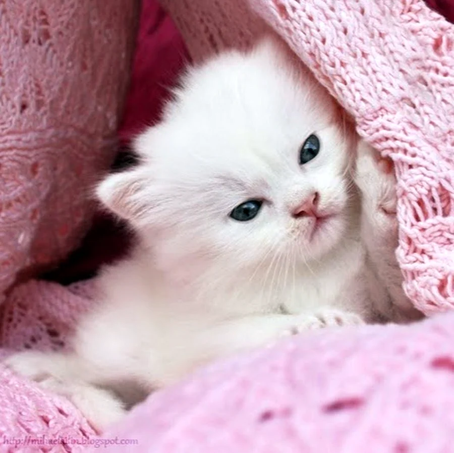 Кошки маленькие
