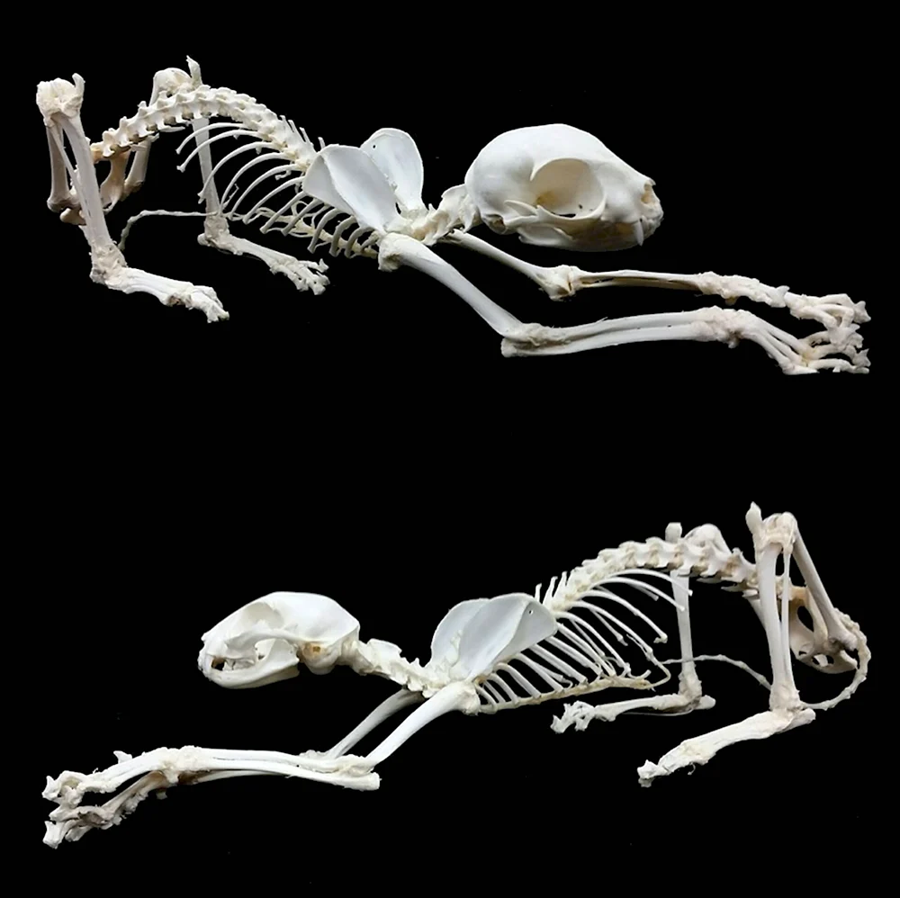 Кости кошки анатомия