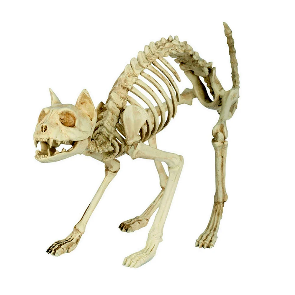 Кости кота