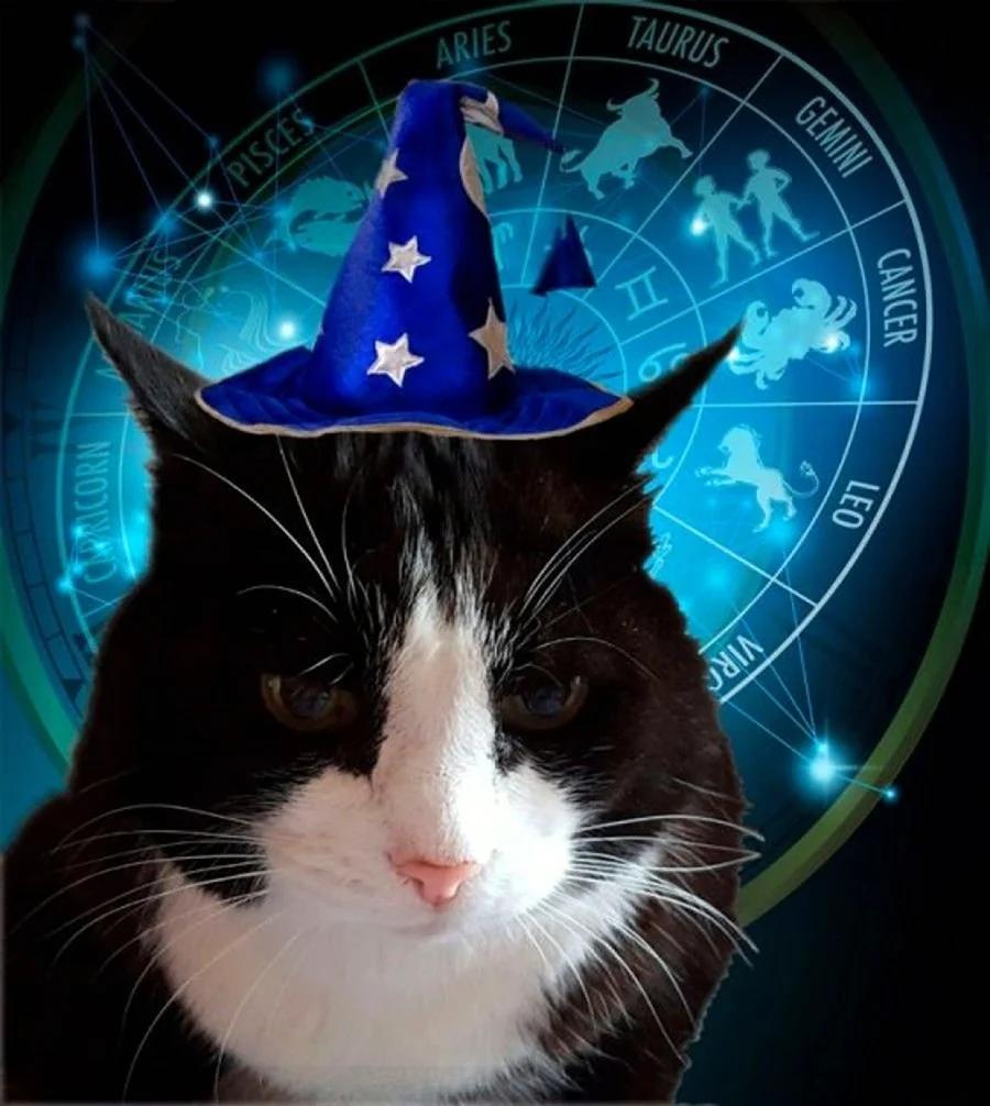 Кот астролог