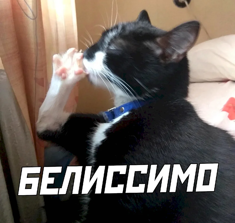 Кот Белиссимо