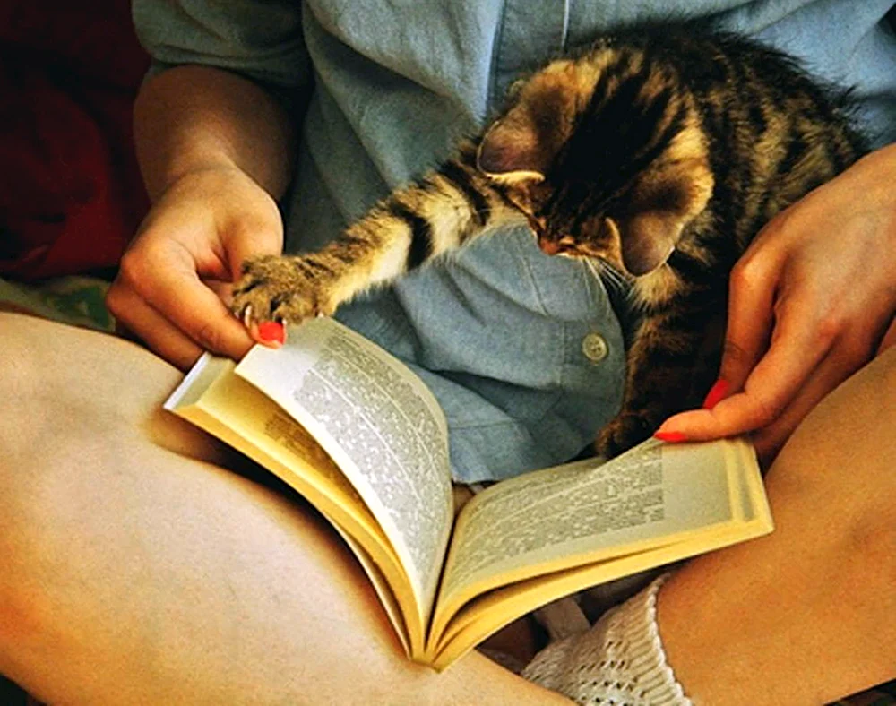 Кот читает книгу