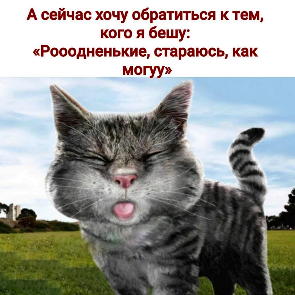 Кот дразнится