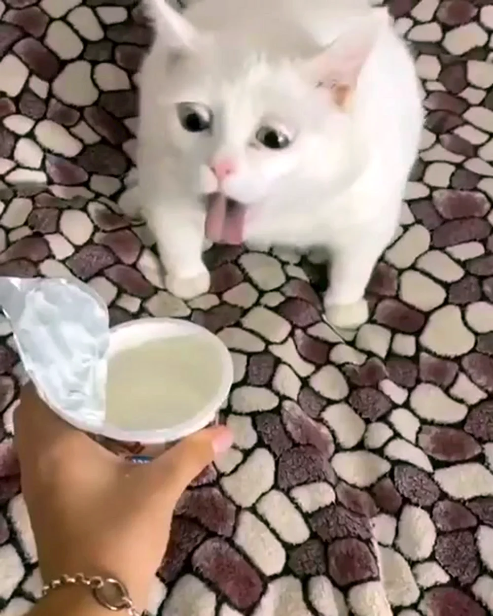 Кот ест сметану