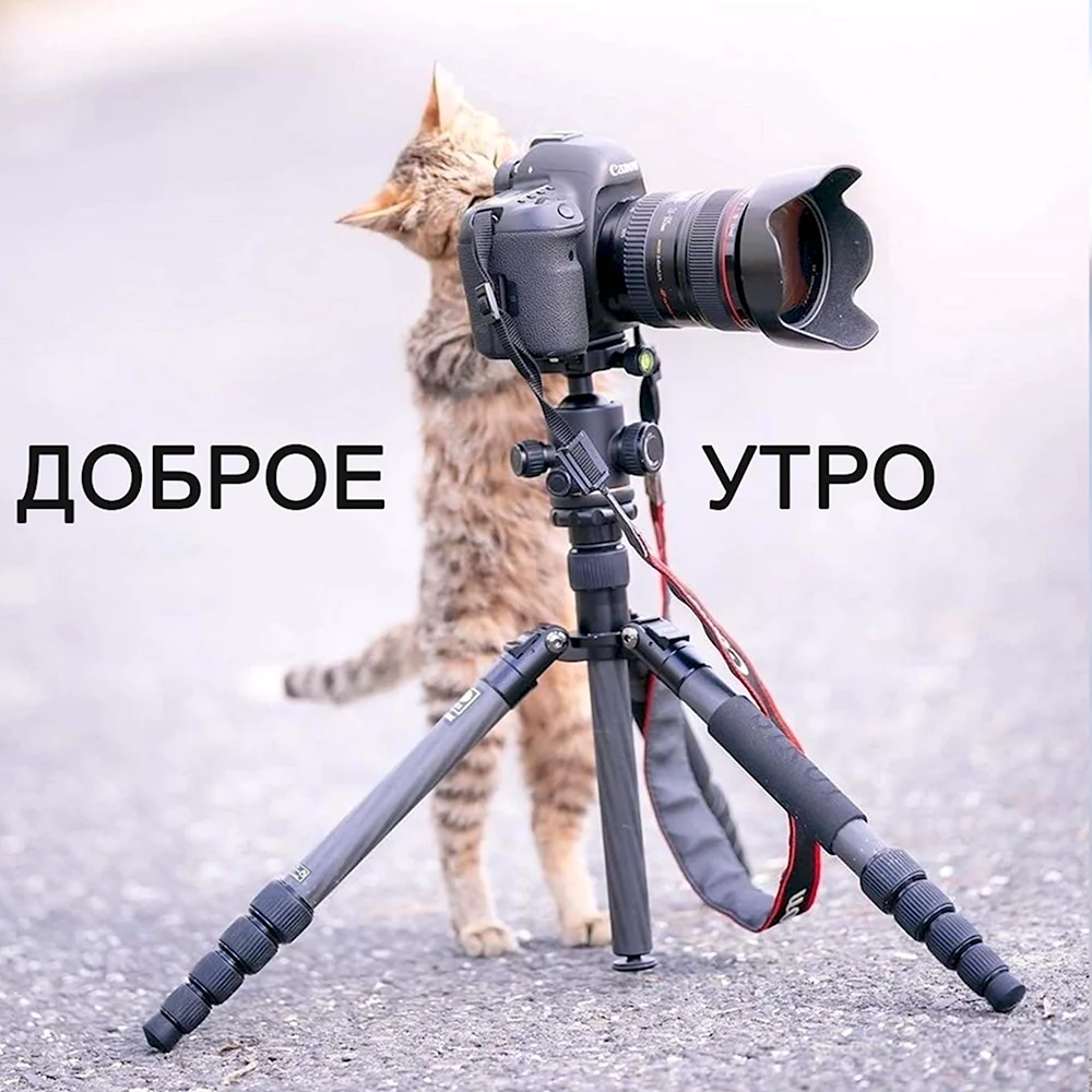 Кот фотограф