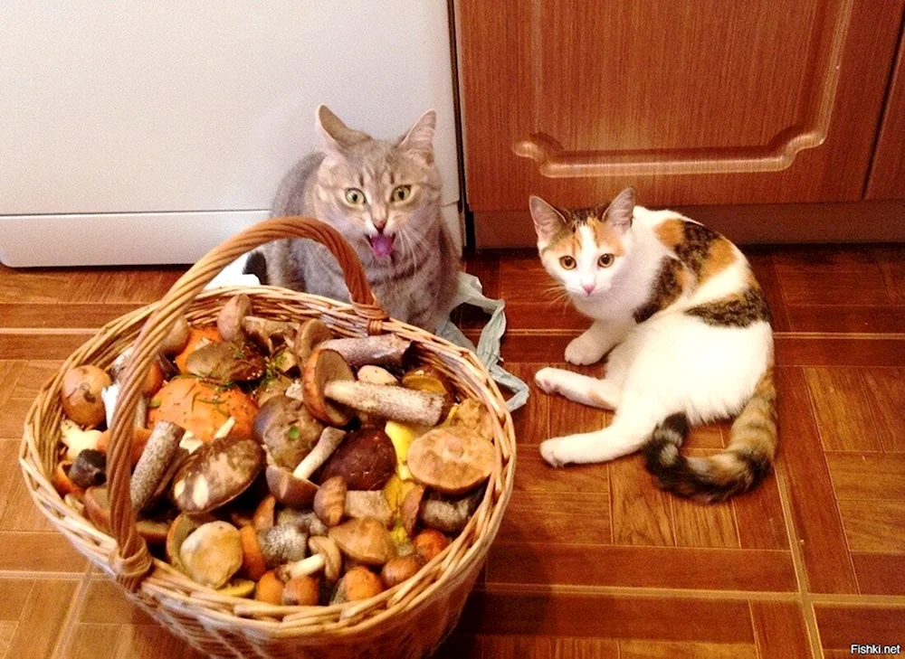 Кот и грибы